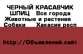 ЧЕРНЫЙ КРАСАВЧИК ШПИЦ - Все города Животные и растения » Собаки   . Хакасия респ.